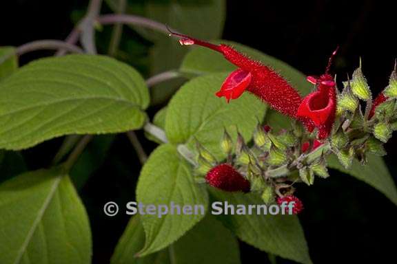 salvia cinnabarina 5 graphic